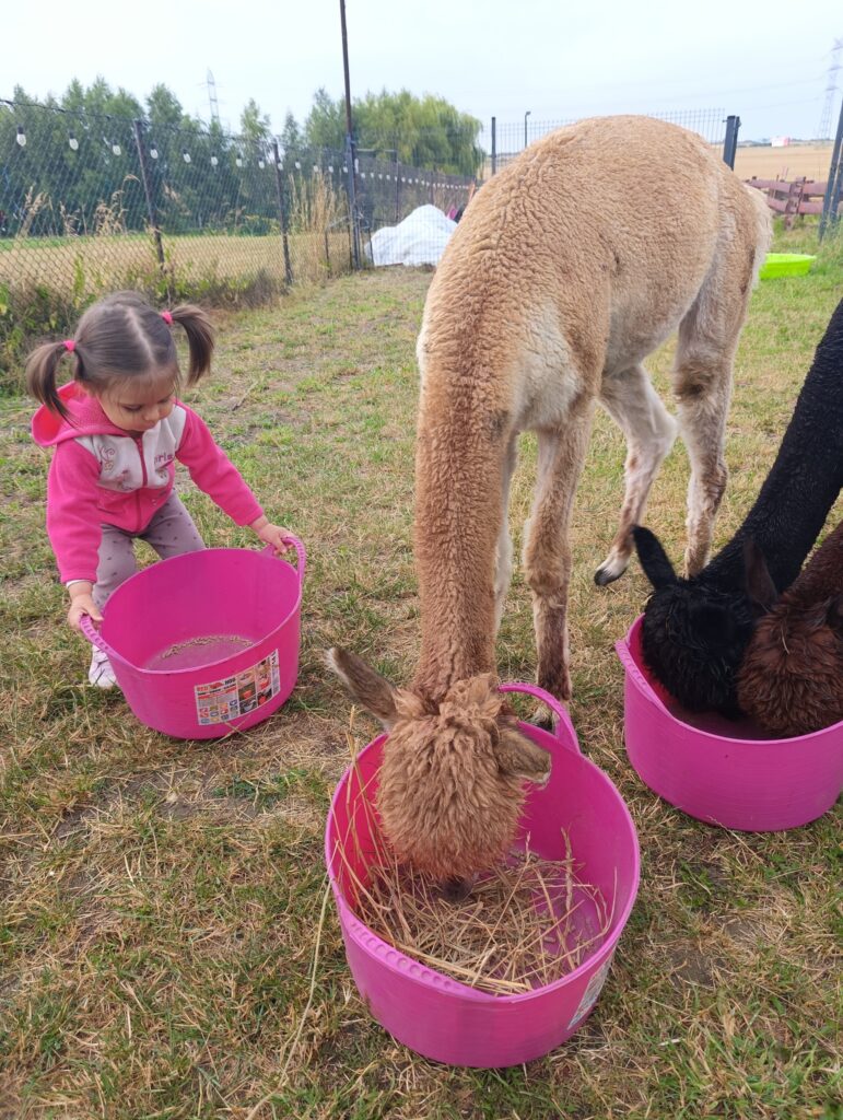 Cennik i Oferta Pony Alpaca. Magiczne spotkanie z alpakami 