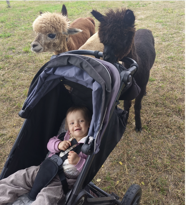 Bajkowa Farma Pony Alpaca Zabrze